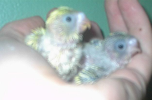 Keets two weeks old.
