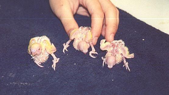 Three, Two Week Old Baby Lutino Parakeets