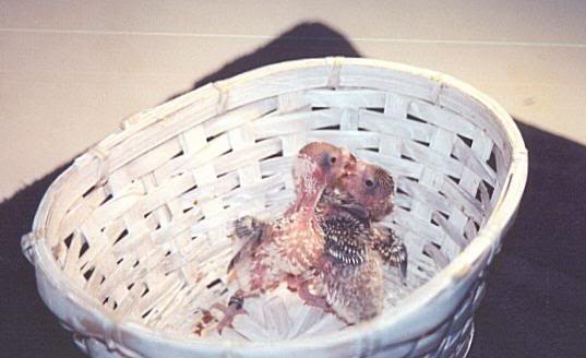Two Parakeet Babies in a Basket