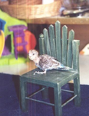 Two Week Old Parakeet on Little Green Chair