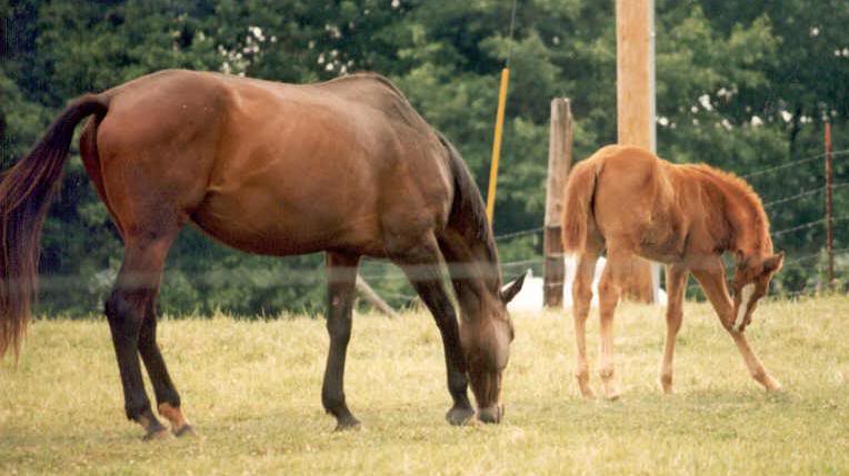 Shasta and Filliaxe grazing.