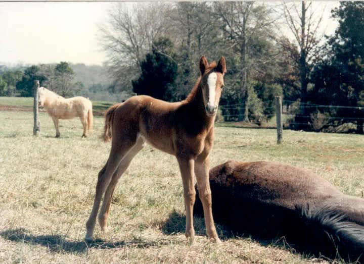 Shasta standing next to her Mommy.