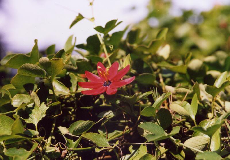 Golden Gate Park, San Francisco, CA File1391