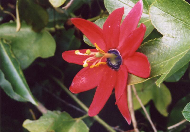 Passion Flower, Golden Gate Park, San Francisco, CA Fil...
