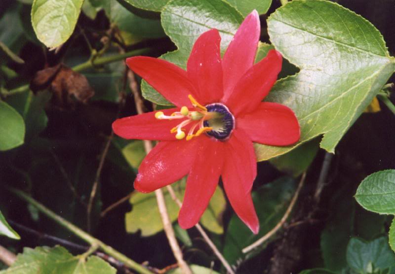 Passion Flower, San Francisco, CA File1392