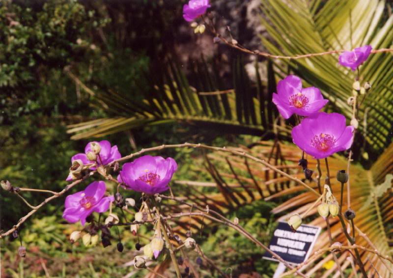 San Francisco, CA File1387