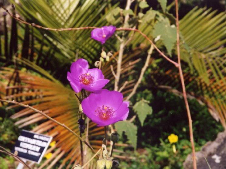 Strybing Arboretum, SF, CA File1388