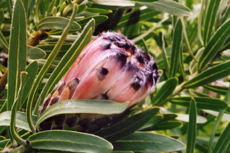 Strybing Arboretum, San Francisco, CA File1412