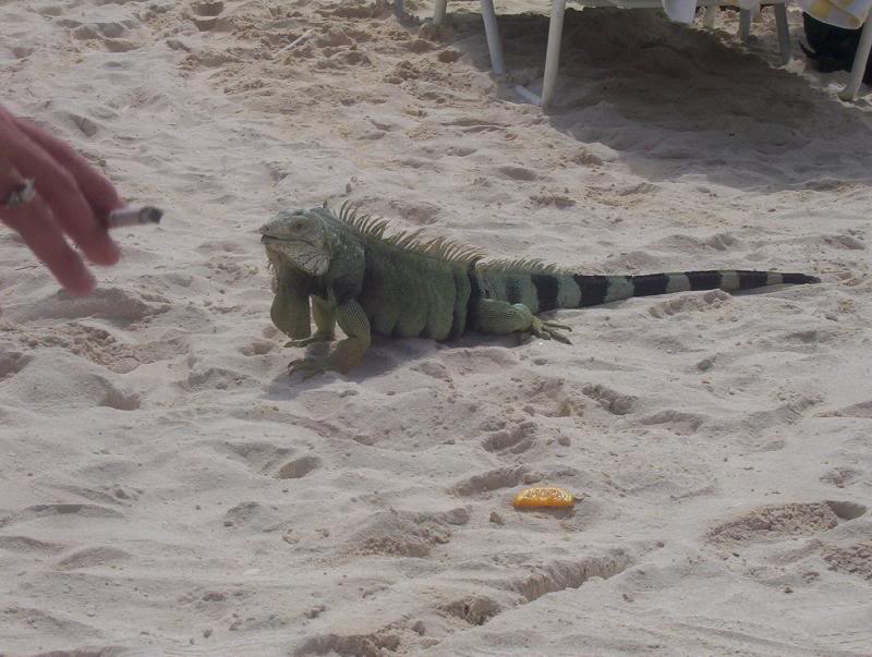 iguana