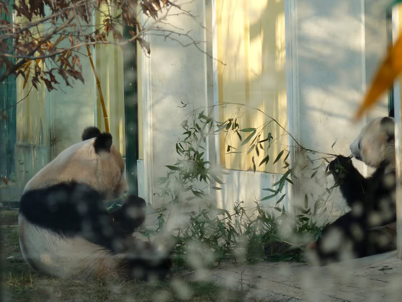 Breakfast at the Pandas'
