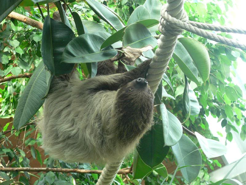 Faultier - Ai - Sloth