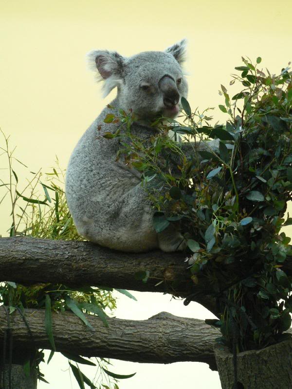 Koala tasting Eucalyptus