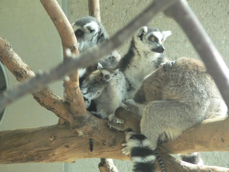 Lemur Katta with new born cubs