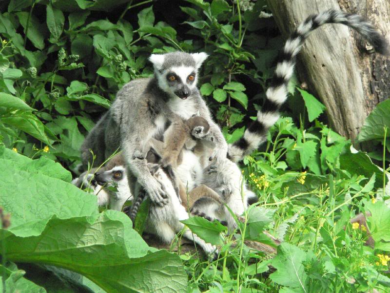 Lemur Katta with new born twins (2007)