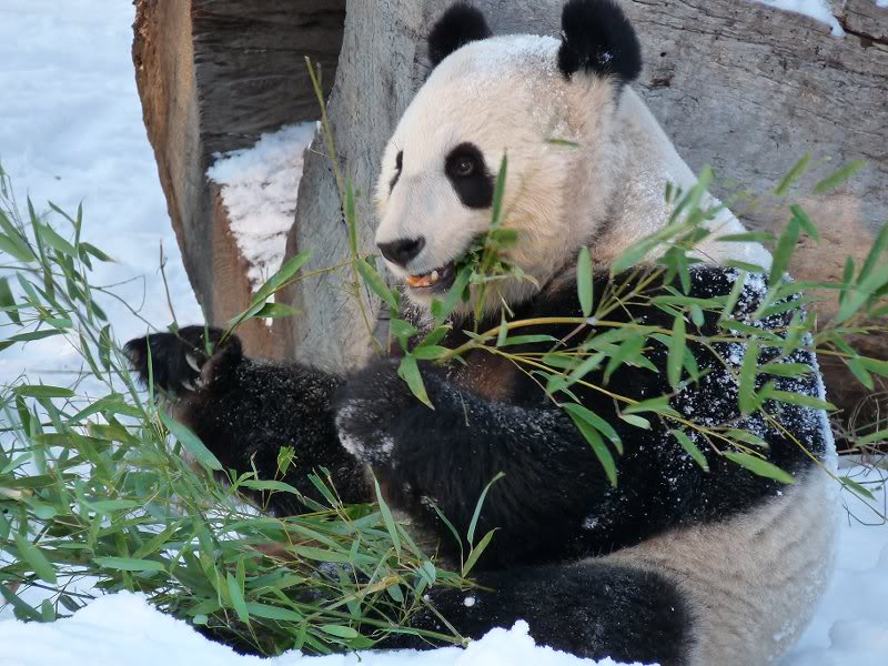 Panda enjoys her lunch in the snow