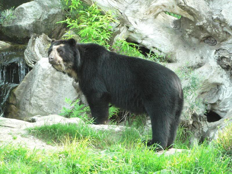 Spectacled bear after drinking