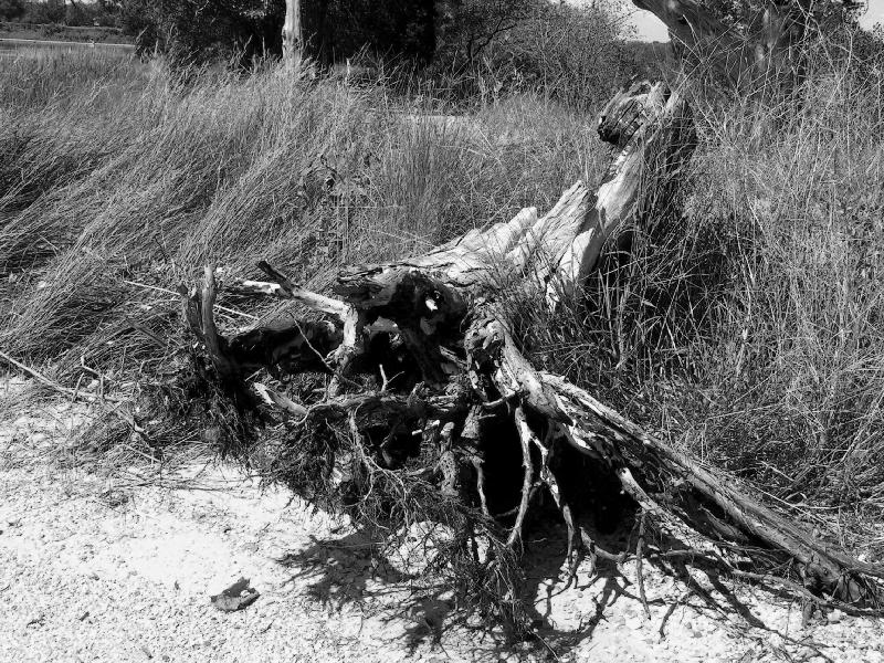 black and white beach stump