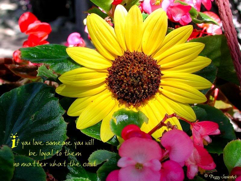 If You Love Someone...