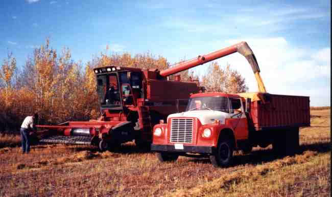 Linola Harvester
