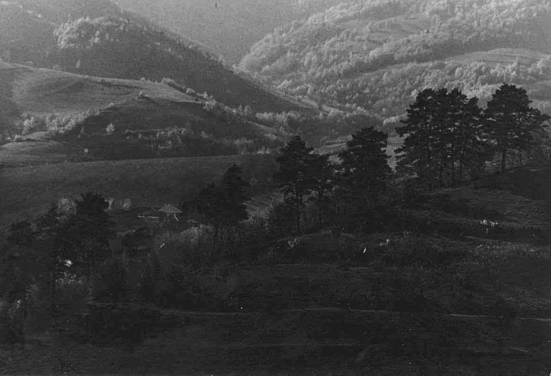 Pine ridge - M.D.L. - B&W