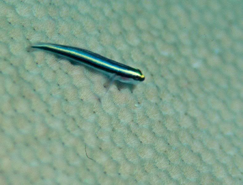 Sharknose Goby