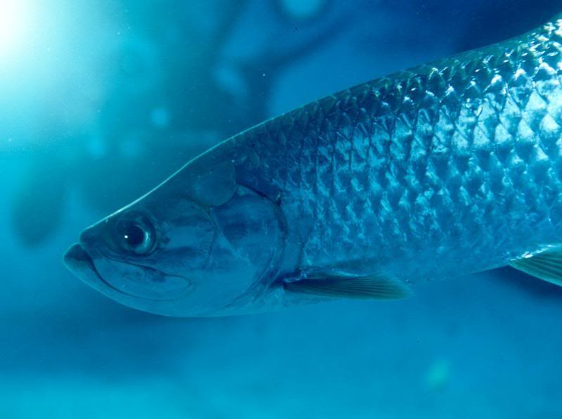 Tarpon
