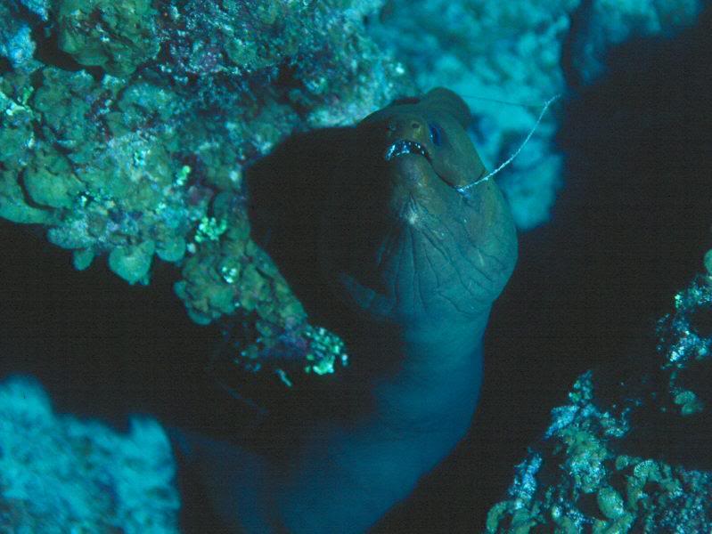 it's a moray...