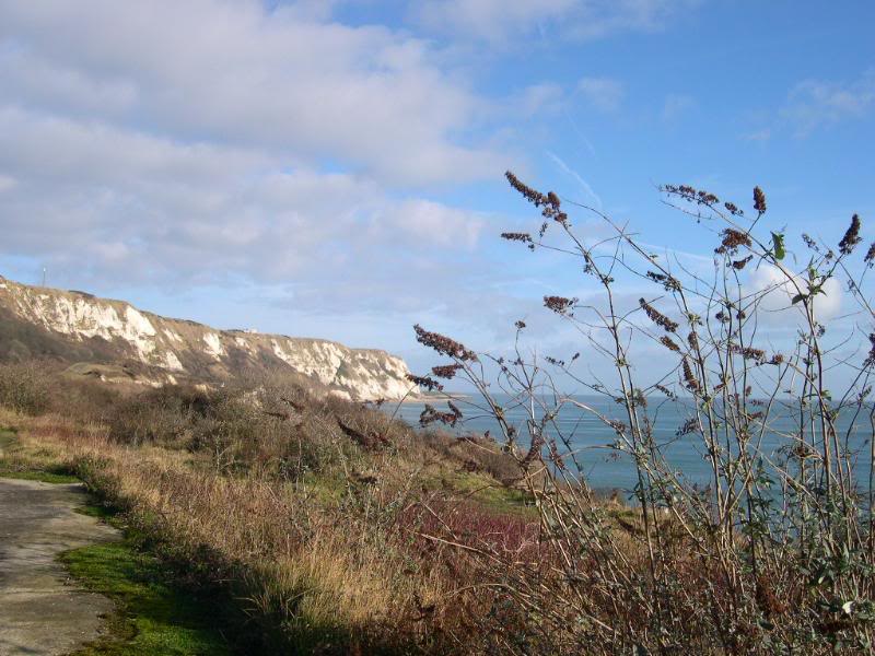 A buddleia waiting to start into growth again