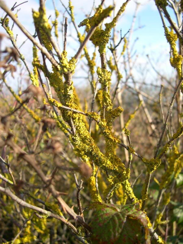 Lichen growing on the bare stems