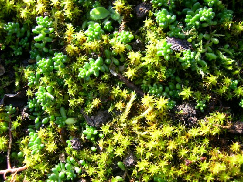 Some kind of moss I think and a sedum growing near the ...