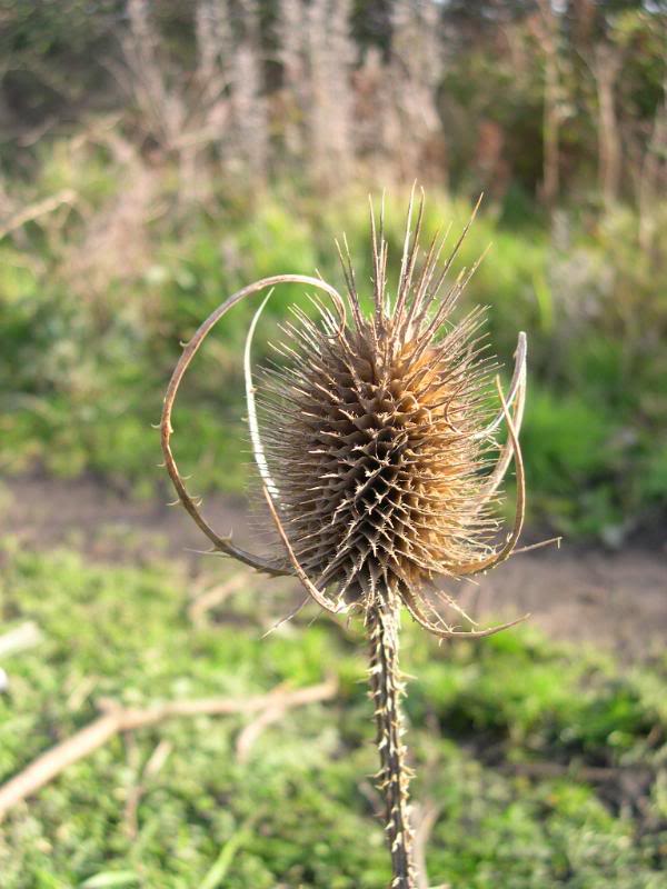 Teasel