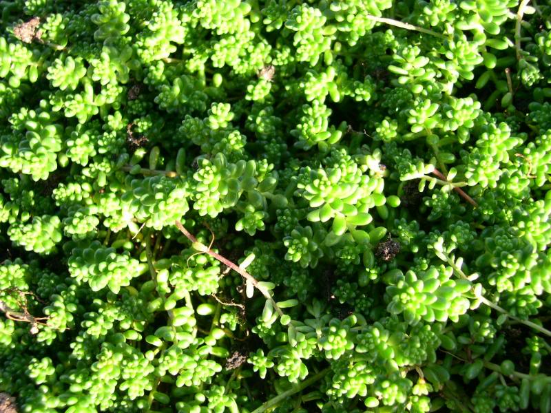 sedum