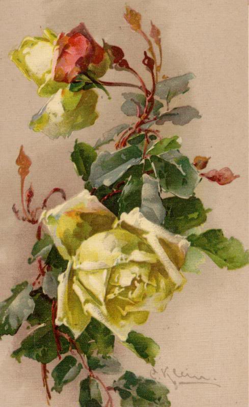 Klein another white rose