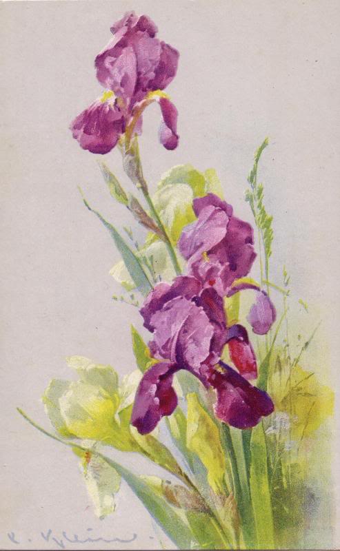 Klein blue white iris