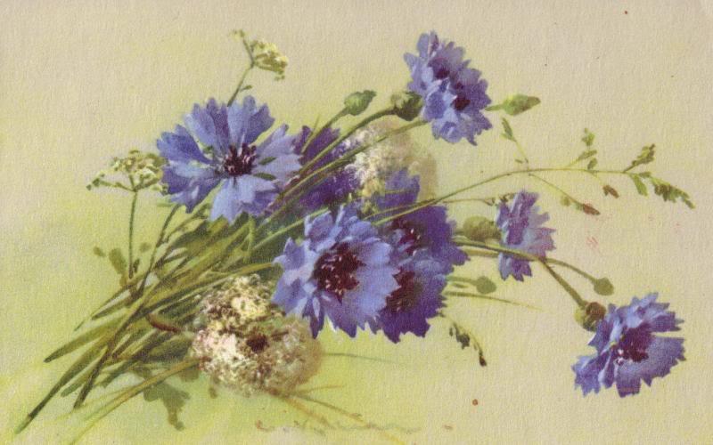 Klein cornflowers