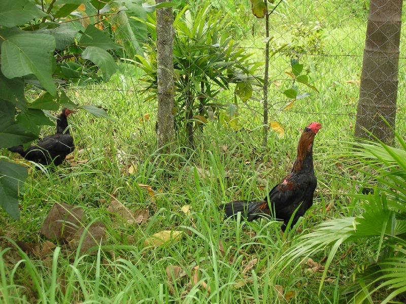 Chicken in Barra do Sai Beach - Itapoa, Brazil
