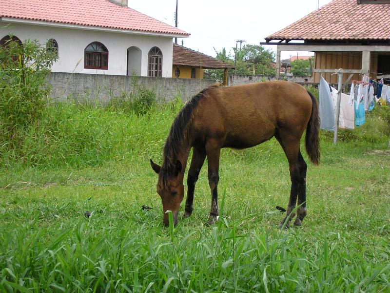 Horse in Barra do Sai Beach - Itapoa, Brazil