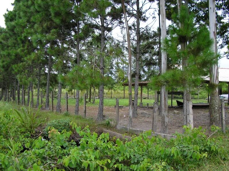 Pines in Barra do Sai Beach - Itapoa, Brazil