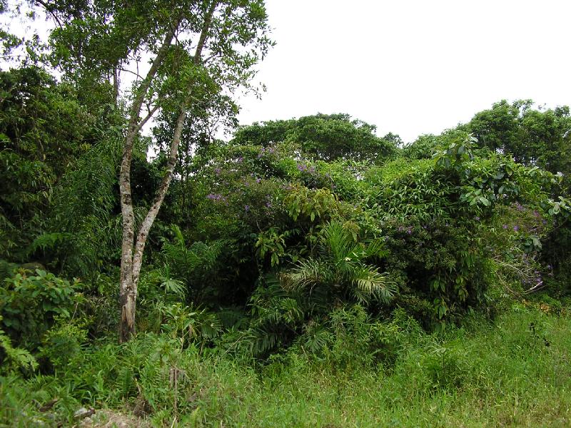 Tropical Rainforest in Barra do Sai Beach - Itapoa, Bra...
