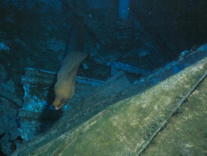 Giant Green Morey on Tibbets