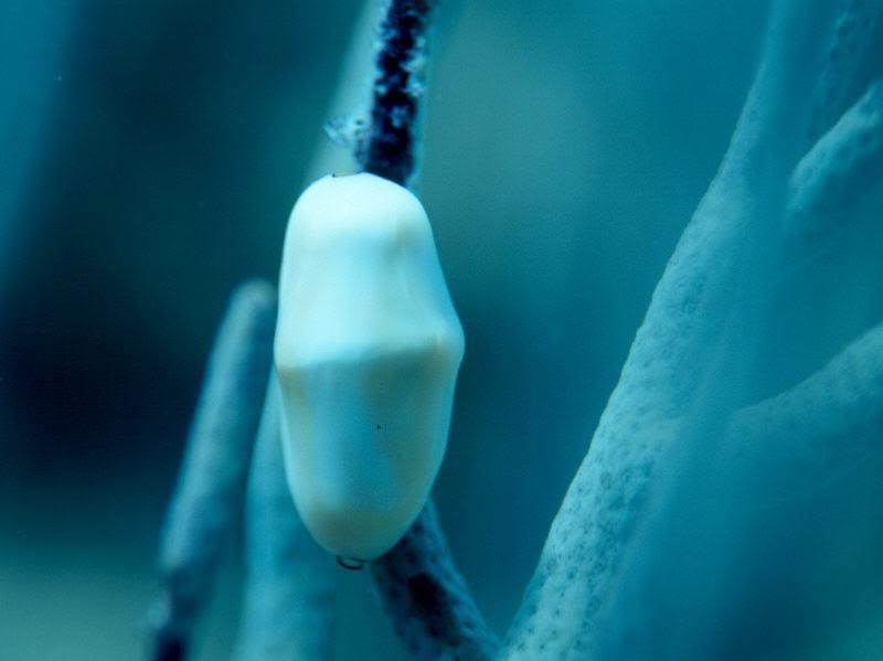 Very Unusual Flamigo Tongue