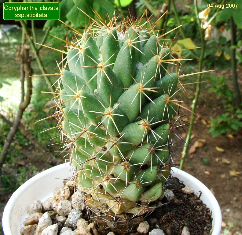 Coryphantha clavata ssp.stipitata