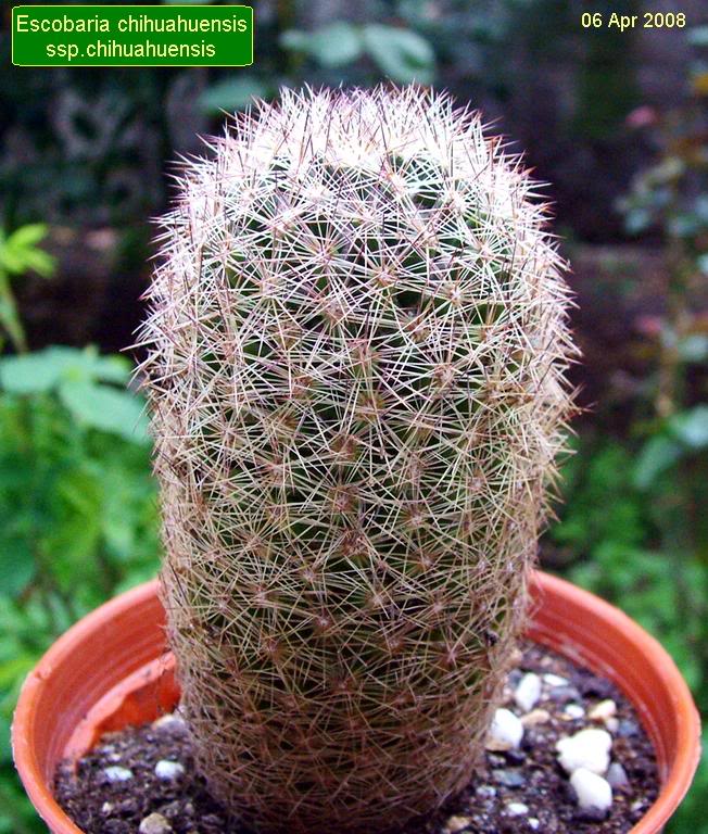 Escobaria chihuahuensis ssp.chihuahuens is