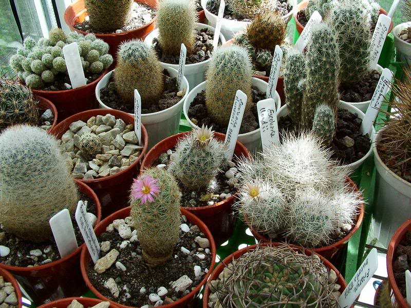 Escobaria flowers, in the serre