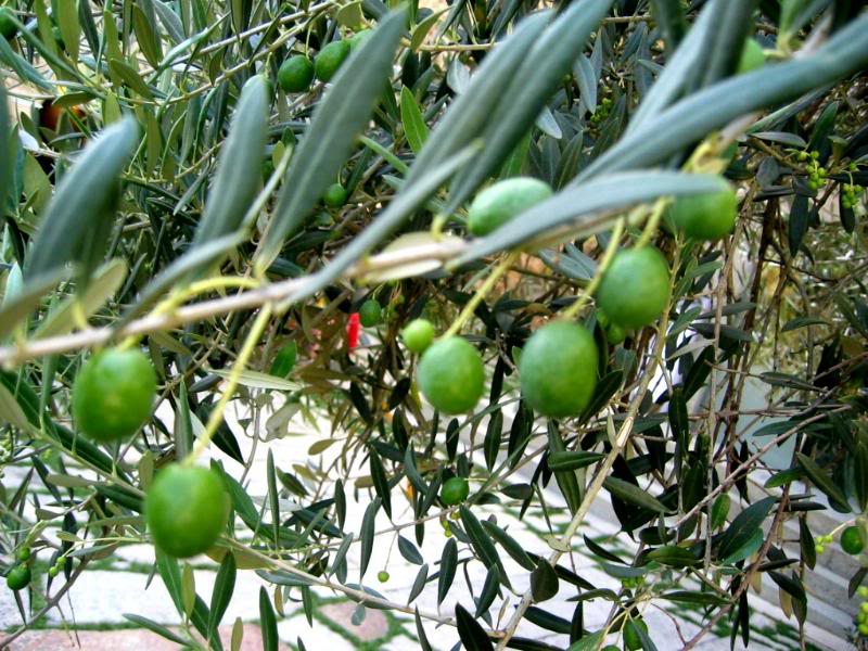 Andorra-Olives in the garden of Casa de la Vall