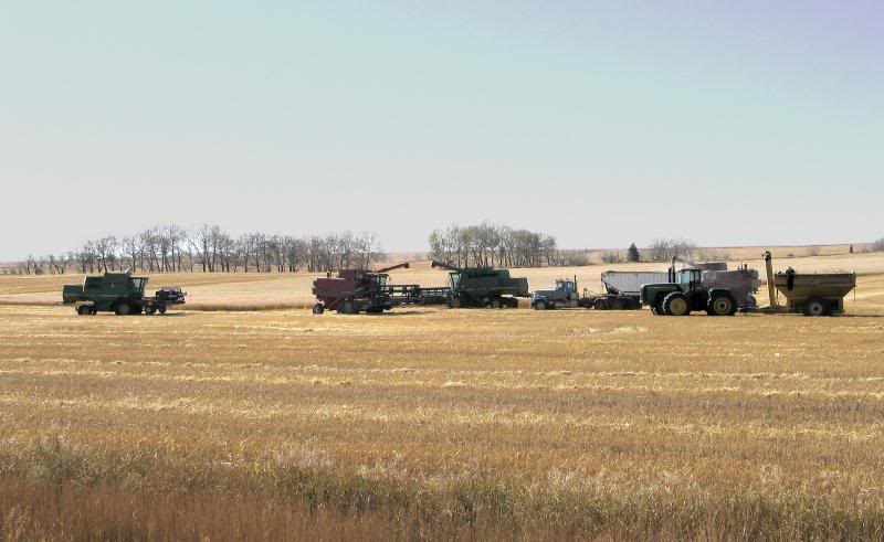 Hutterite Harvesting in Alberta