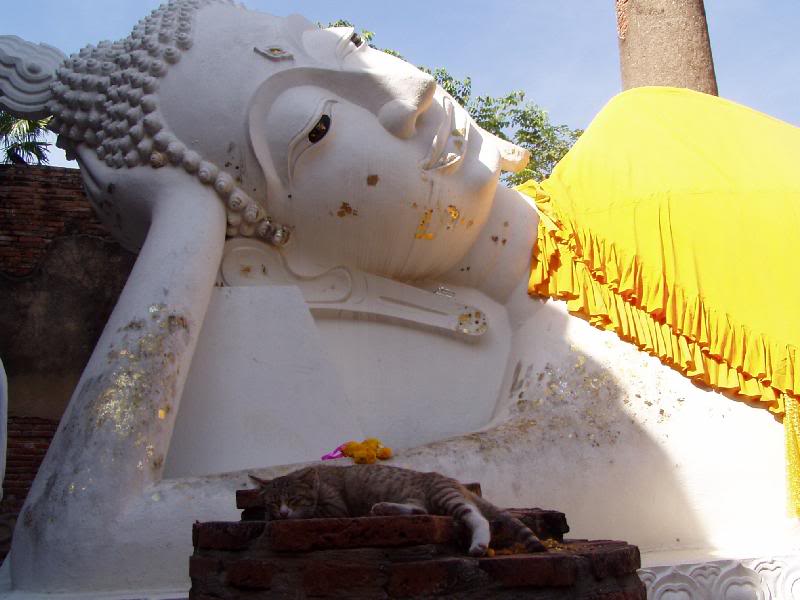 Reclining Buddha and the sleeping Cat, Wat Yai Chai Mon...