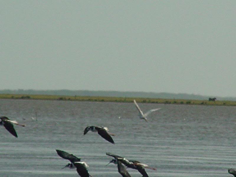 Reserva Ecologica Lagoa do Peixe, Rio Grande do Sul, Br...