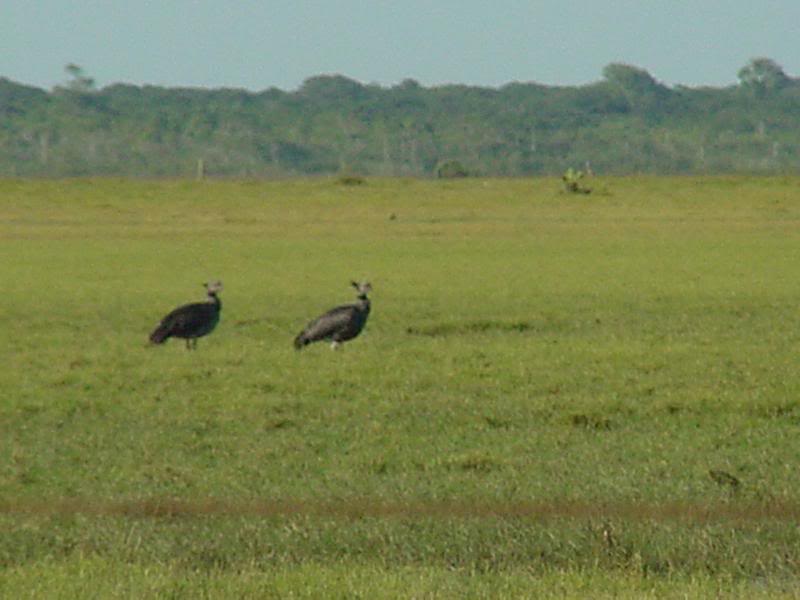 Reserva Ecol�gica Lagoa do Peixe, Rio Grande do Sul, Br...