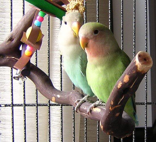 Giada e Yashal vicini vicini